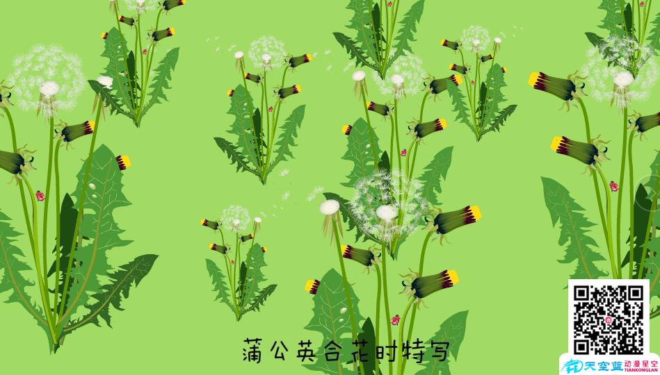 金色的草地-蒲公英开.jpg