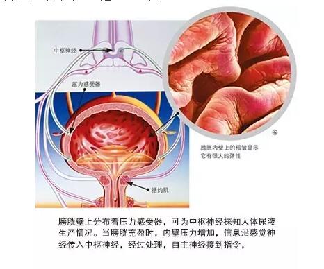 为什么有的人会尿床