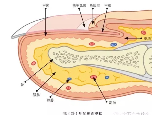 为什么指(趾)甲生长有快慢
