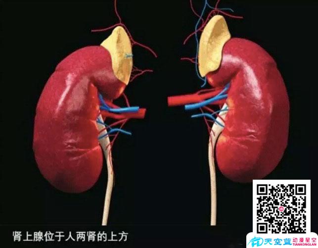 为什么人在生死关头会变成超级大力士？ - 黄鹤楼十万个为什么动漫视频.jpg