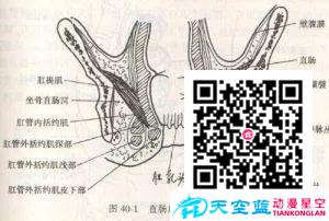 肛乳头瘤