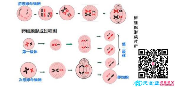 为什么胚胎染色体异常?.jpg 为什么胚胎染色体异常?.jpg