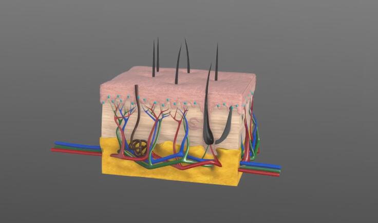 「动画制作」三维健康理论头发医学医疗动画视频制作.jpg