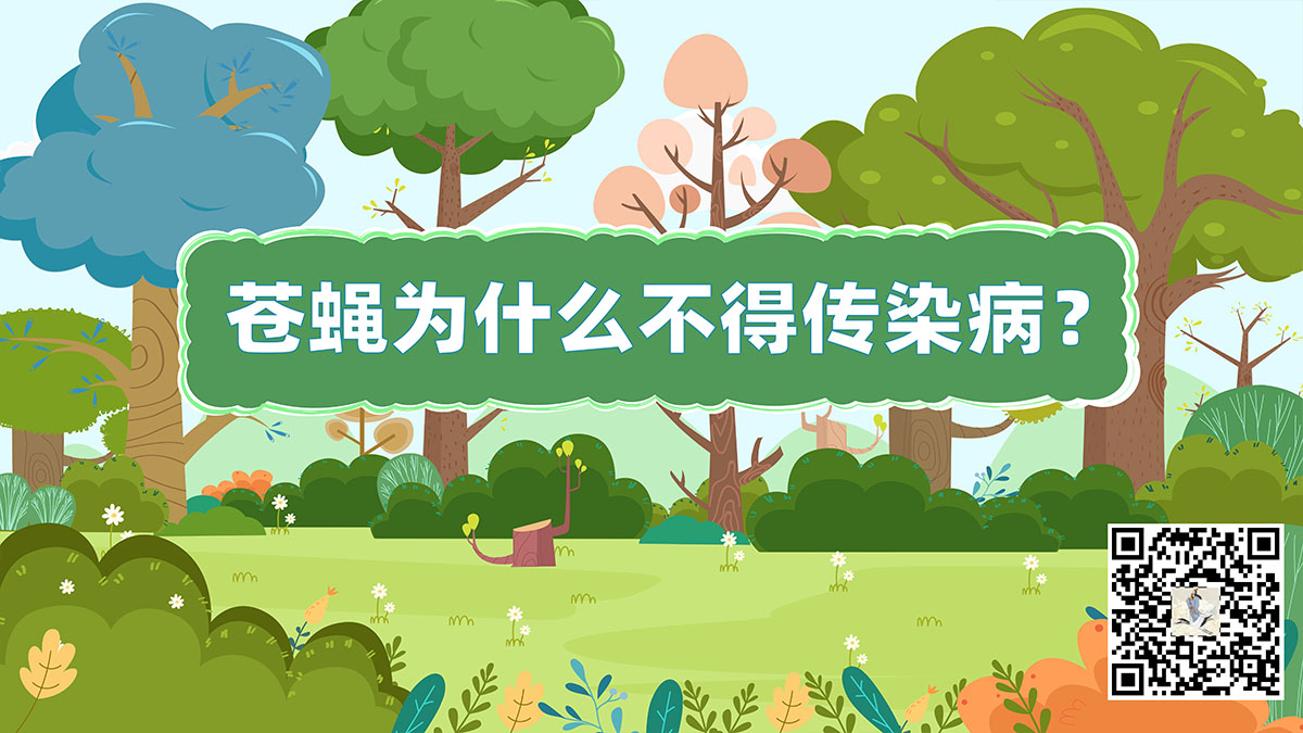 苍蝇为什么不得传染病.jpg 苍蝇为什么不得传染病.jpg