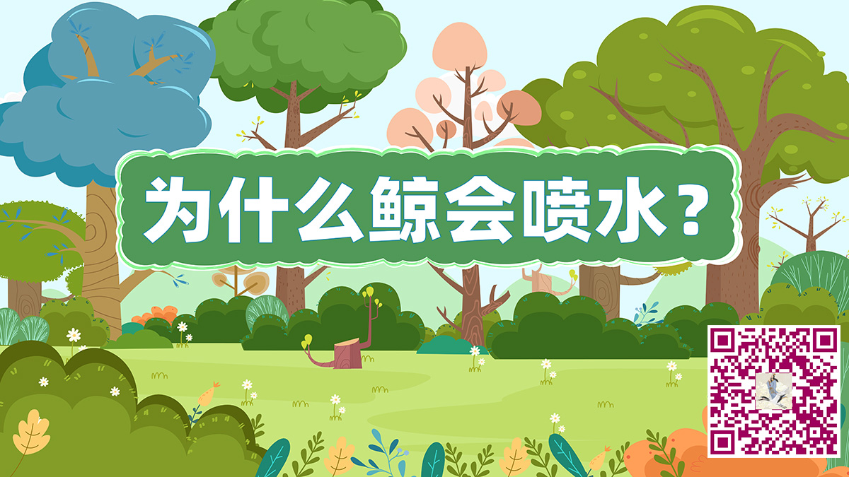 为什么鲸会喷水二维码.jpg 为什么鲸会喷水二维码.jpg
