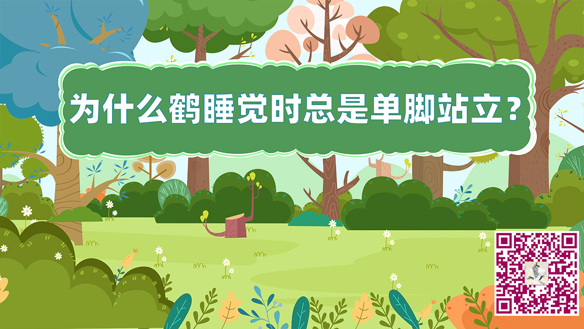 鹤单脚站立二维码jpg.jpg