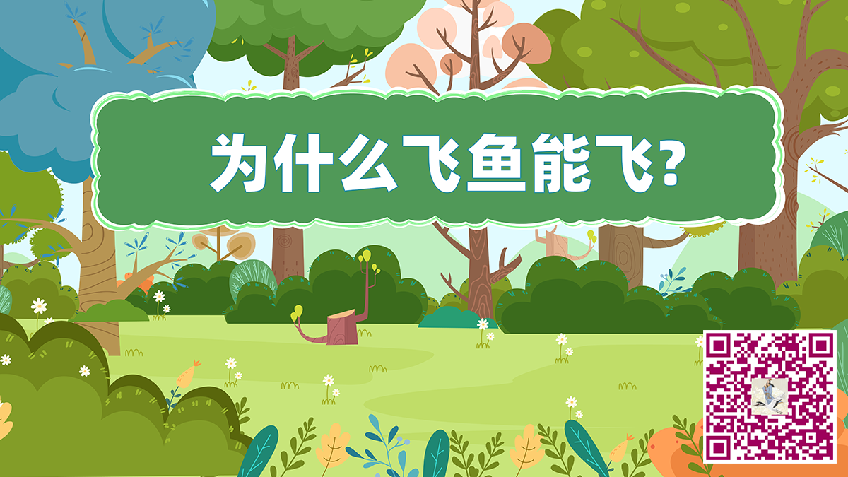 飞鱼飞二维码.png