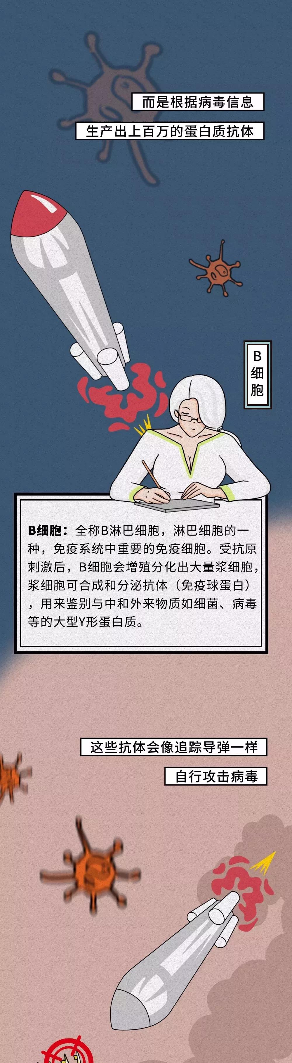 B细胞对新型冠状病毒生产蛋白质.jpg