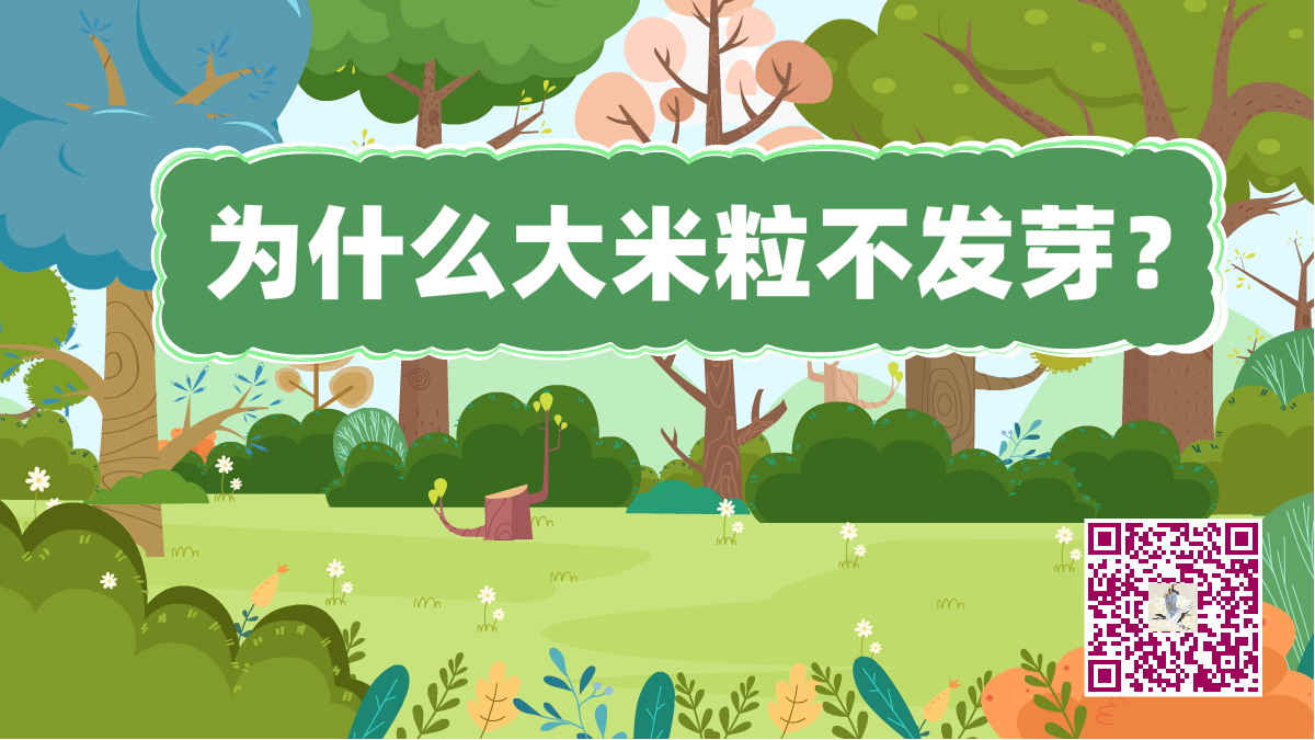 十万个为什么标题（大米粒发芽）1200.png