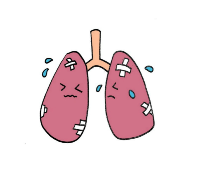 肺的简笔画步骤教程