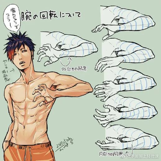 男性人体躯干