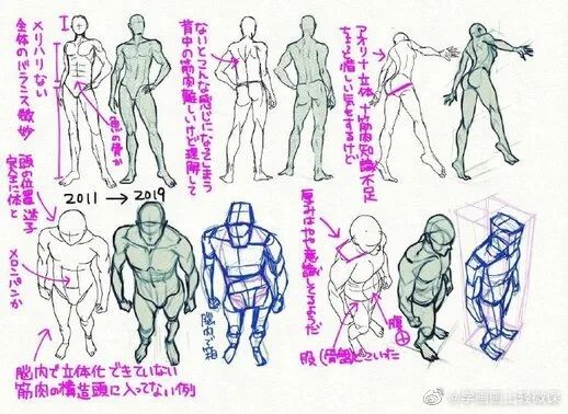 男性人体躯干