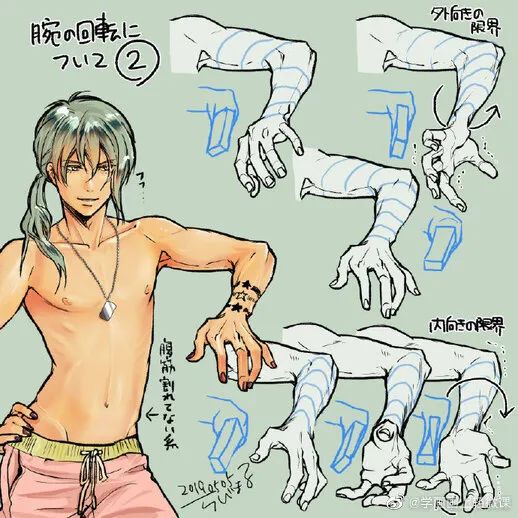 男性人体躯干