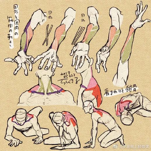 男性人体躯干