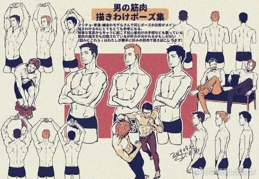 男性人体躯干