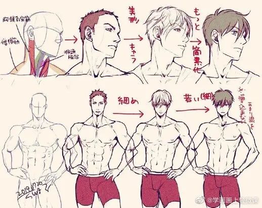 男性人体躯干