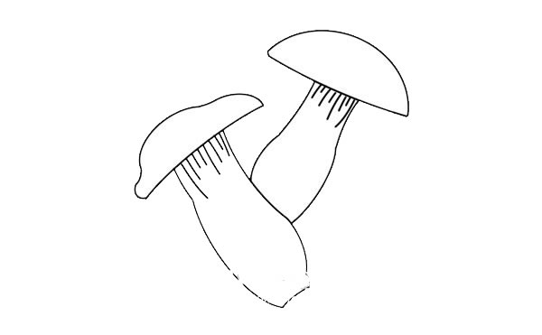 杏鲍菇简笔画怎么画杏鲍菇简笔画步骤教程