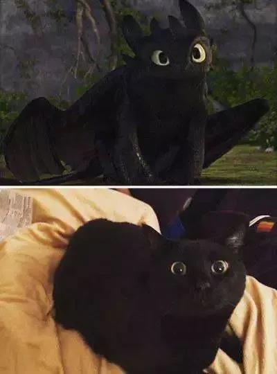 《驯龙高手》中无牙的原型是只黑猫.jpg