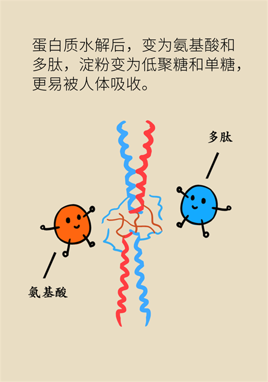 豆芽抗癌又防衰老科普动漫制作