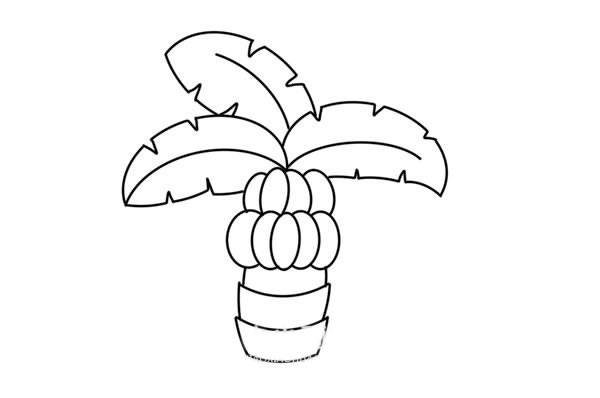 香蕉树简笔画怎么画香蕉树简笔画步骤教程