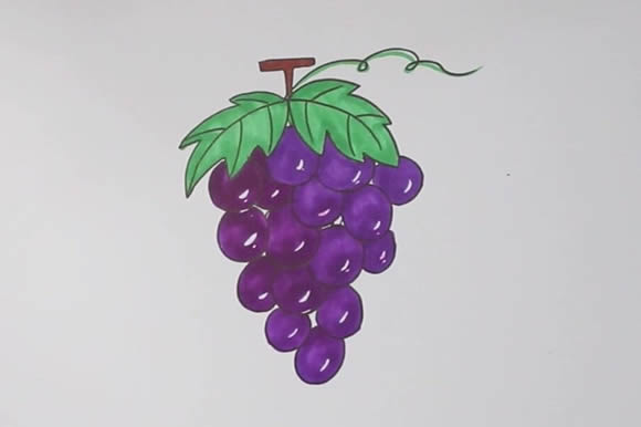 葡萄简笔画 葡萄简笔画画法步骤图片教程