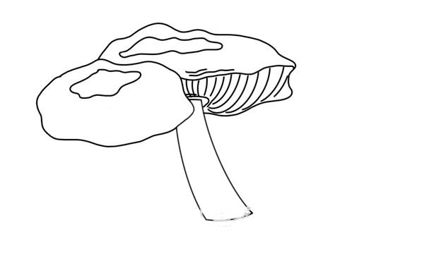 蘑菇简笔画 密环菌简笔画画法步骤图片