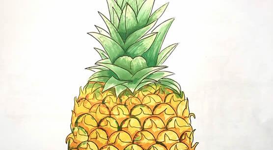 菠萝简笔画怎么画,菠萝简笔画步骤教程
