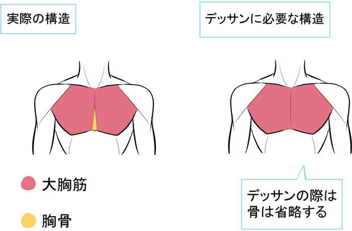胸部的结构.jpg