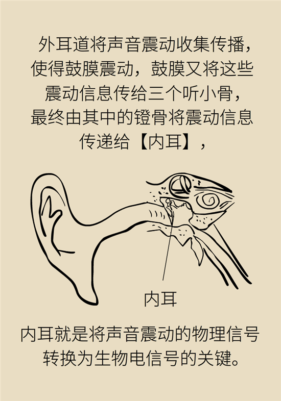 耳朵科普动漫制作