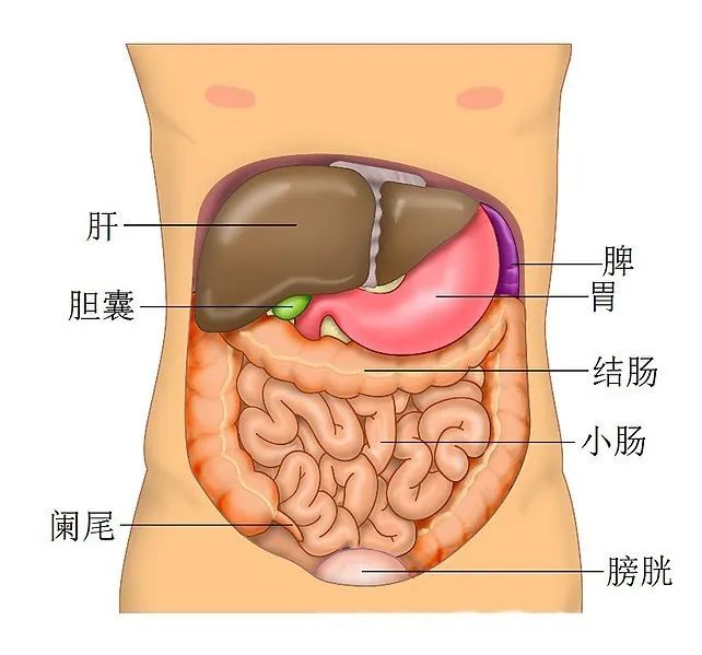 新冠病毒疫情中的救命神器“人工肝”,是怎样炼成的? 新冠病毒疫情中的救命神器“人工肝”,是怎样炼成的?