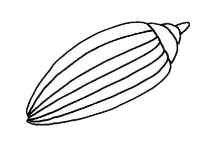贝壳简笔画怎么画,贝壳简笔画步骤教程 贝壳简笔画图片