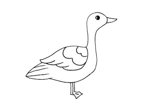 大雁简笔画怎么画,大雁简笔画步骤教程 大雁简笔画图片