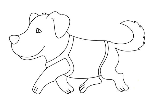 导盲犬简笔画怎么画,导盲犬简笔画步骤教程 导盲犬简笔画怎么画简单又好看