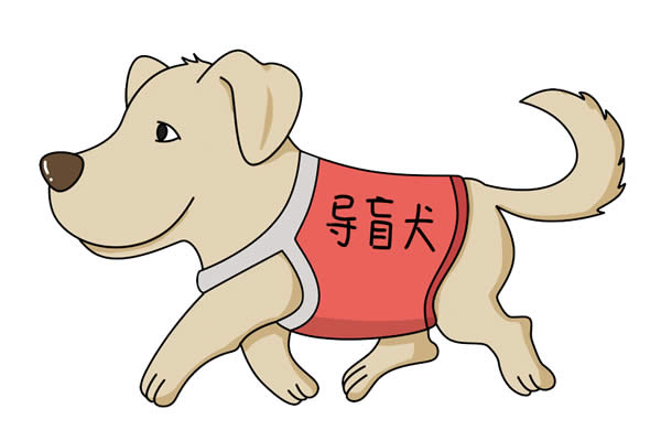 导盲犬简笔画怎么画,导盲犬简笔画步骤教程 导盲犬简笔画怎么画简单又好看