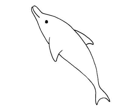 海豚怎么画,画海豚的画法步骤教程 怎么画海豚简单画法