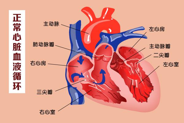 心脏科普动漫制作 这几扇“门”,决定了血液的流向