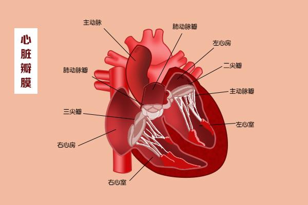 心脏科普动漫制作 这几扇“门”,决定了血液的流向