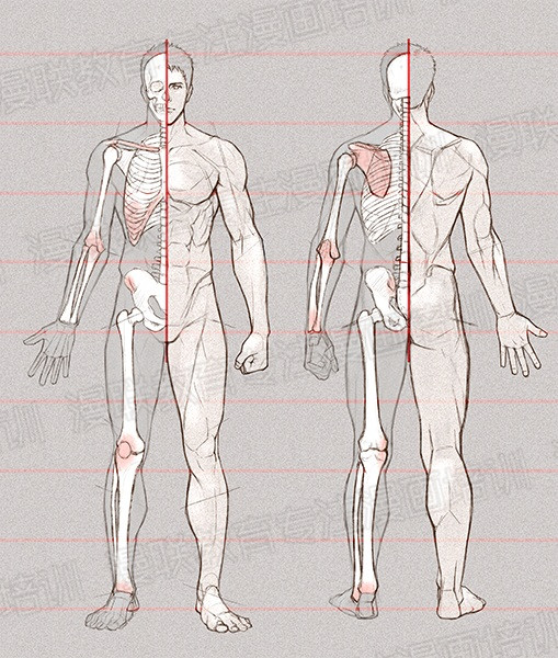 零基础学绘画教程!如何正确掌握绘画人体结构? 零基础学绘画教程!如何正确掌握绘画人体结构?