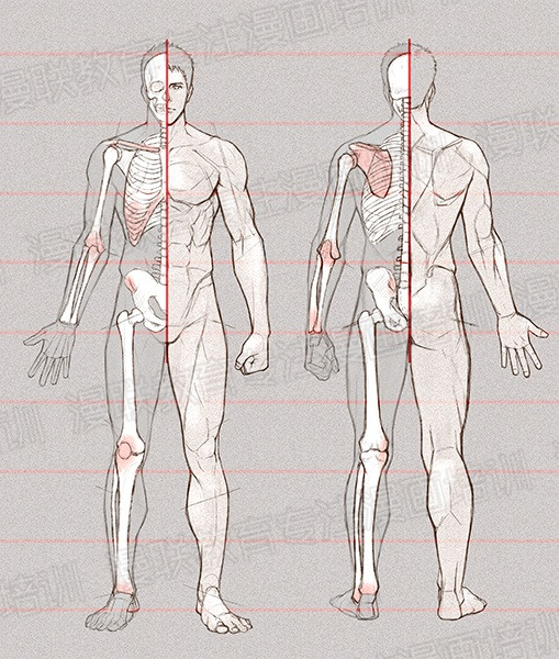 零基础学绘画教程！如何正确掌握绘画人体结构？