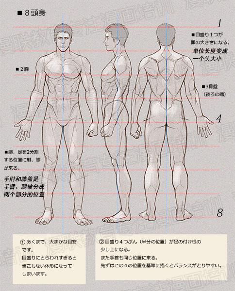 零基础学绘画教程!如何正确掌握绘画人体结构?