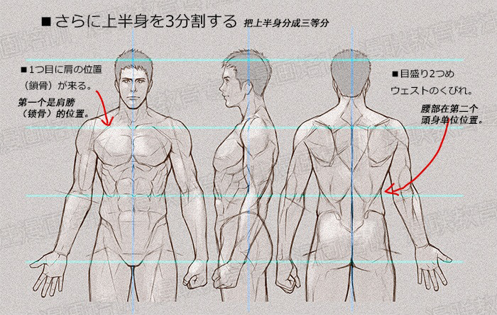 零基础学绘画教程！如何正确掌握绘画人体结构？