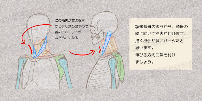 零基础学绘画教程！如何正确掌握绘画人体结构？