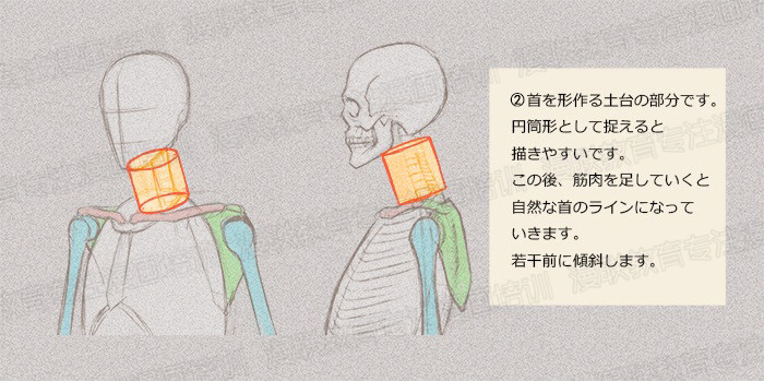 零基础学绘画教程！如何正确掌握绘画人体结构？