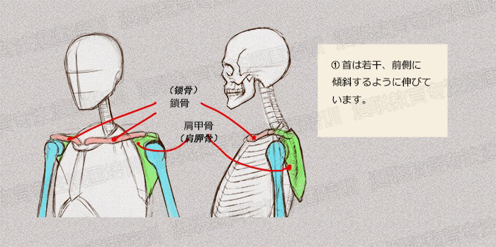 零基础学绘画教程！如何正确掌握绘画人体结构？