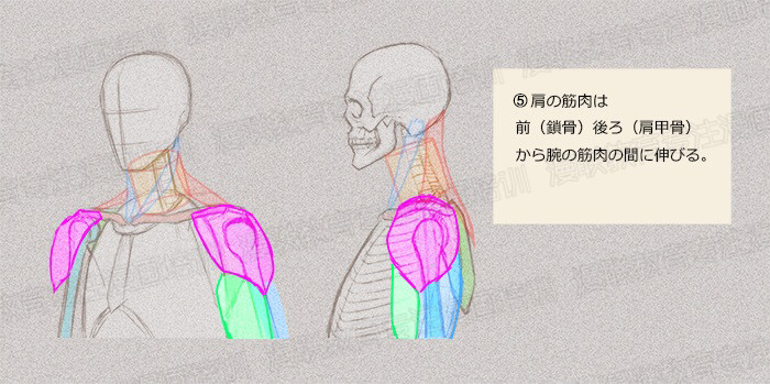 零基础学绘画教程！如何正确掌握绘画人体结构？