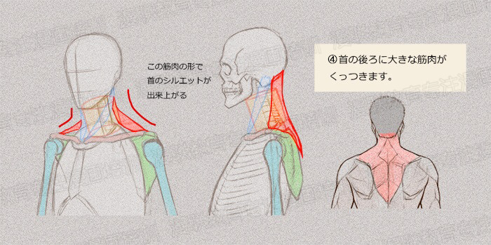 零基础学绘画教程！如何正确掌握绘画人体结构？