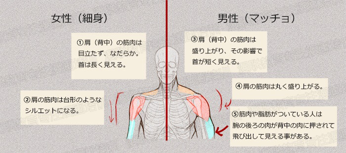 零基础学绘画教程！如何正确掌握绘画人体结构？