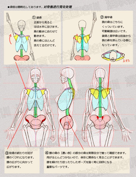 零基础学绘画教程！如何正确掌握绘画人体结构？