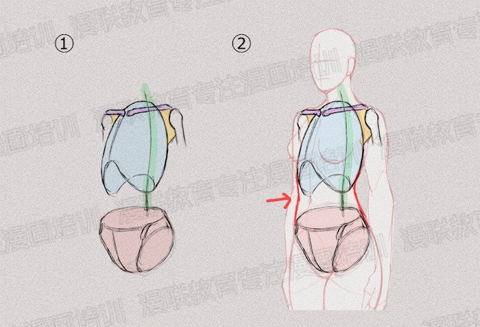 零基础学绘画教程!如何正确掌握绘画人体结构? 零基础学绘画教程!如何正确掌握绘画人体结构?