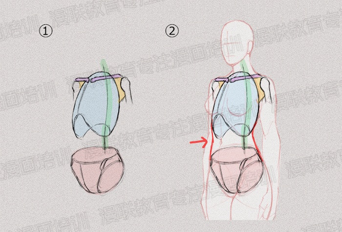 零基础学绘画教程！如何正确掌握绘画人体结构？